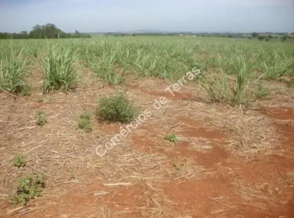 Fazenda de Cana de Açúcar em Quadra SP. São 50 Alqueires de terras totalmente plana!