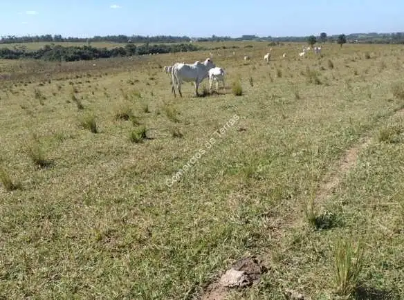 Uma fazenda incrível em Quadra SP com localização estratégica! Com 653.400 m² (27 alqueires), toda em pastagem e margeando a Rodovia Castelo Branco, esta propriedade é ideal para pecuária ou investimento.