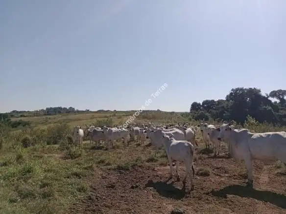 fazenda-em-tiete-sp-90-alqueires-preco-a-combinar Uma oportunidade única para adquirir uma fazenda de alto potencial em uma das melhores regiões do interior de São Paulo! 🏞️ 90 alqueires de extensão total com preço a combinar.