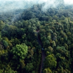 Forest for Sale