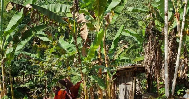 fazenda-sitio-a-venda-em-miracatu-sp