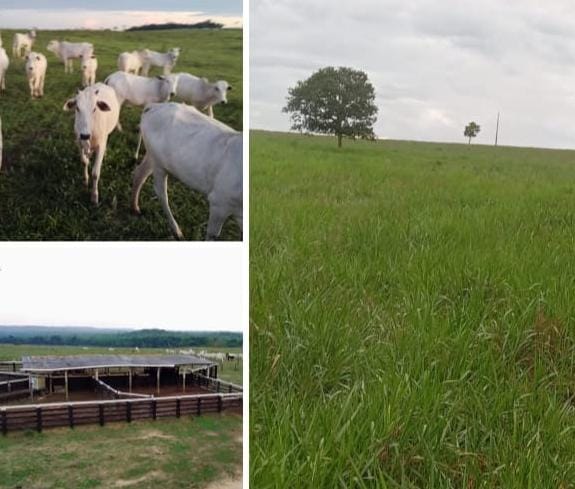Fazenda Ideal para pecuária de corte, agricultura mecanizada ou integração lavoura-pecuária em Rondonia;