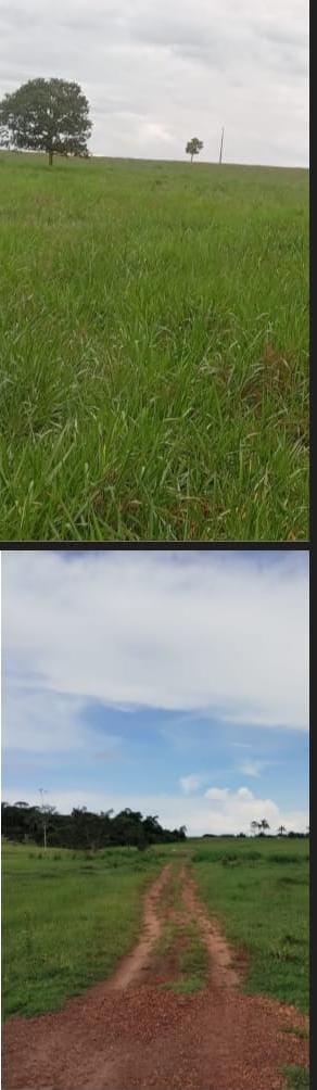 Fazenda de 1538 hectares em Rondonia Ideal para pecuária de corte, agricultura mecanizada ou integração lavoura-pecuária;
