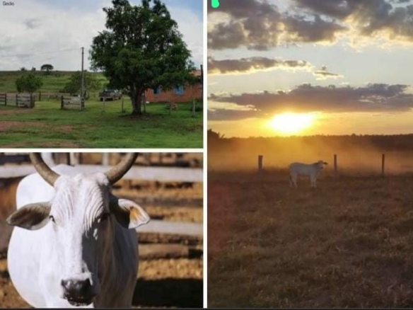 Fazenda de 1.586 hectares em Rondônia – Estruturada, Produtiva e Rica em Água